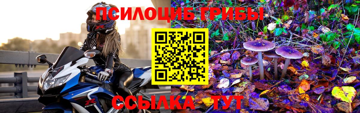 Галлюциногенные грибы Psilocybe  Луховицы 