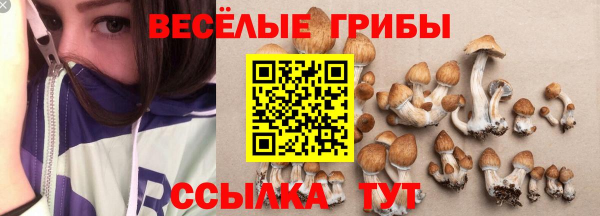 Псилоцибиновые грибы Psilocybe Луховицы